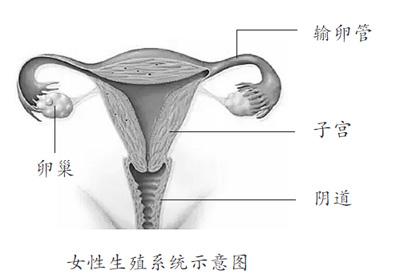 测测你的卵巢年龄 